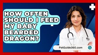 How Often Should I Feed My Baby Bearded Dragon  PetGuide360com [upl. by Yemarej]