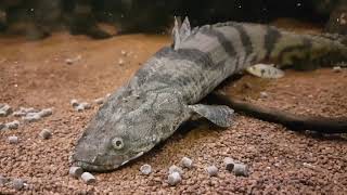 Bichir Polypterus Feeding Ornate Delhezi Ansorgii Weeksii Endlicheri quotTodziquot and more [upl. by Trotta]