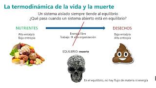 Acoplamiento de reacciones bioquímicas [upl. by Adien]