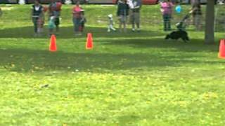 Border Collie following Whistle commands [upl. by Ahsinnod520]