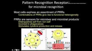 Immunology the Innate immunity phagocytic receptors [upl. by Stag]