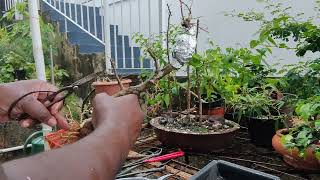 Extensive Root Pruning on a Water Jasmine  Try Bonsai [upl. by Dillie189]