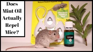 Does Mint Oil Actually Repel Mice Lets Test It Out With Real Mice [upl. by Eramal]