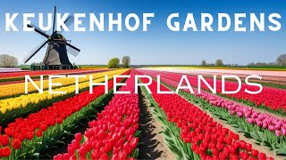 Keukenhof Gardens 2024 Unveiling the Beauty of Tulips  Travel Guide [upl. by Elke]