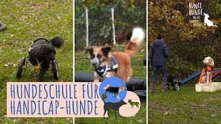 Hundeschule für besondere Vierbeiner HandicapHunde in Aktion 🐶  Bunte Hunde [upl. by Shaner]