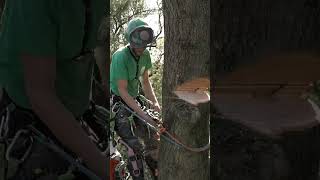 Dangerous tree removed by tree surgery pros [upl. by Enilegna278]