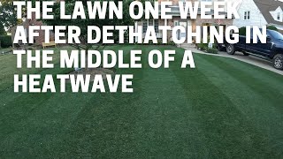 The Lawn One Week After Dethatching In The Middle Of A Heatwave [upl. by Sielen]