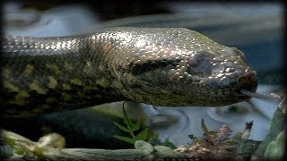 Anacondas 04 Narration [upl. by Ativoj]