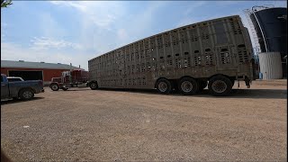 Pig Farming in Canada  Barn Repairs and Shipping Hogs [upl. by Baldwin291]