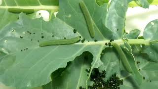 Caterpillars eating timelapse [upl. by Nnair]