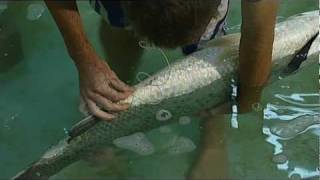 Escape Fishing with ET the lifecycle of Barramundi Series 11 Clip [upl. by Kirad377]