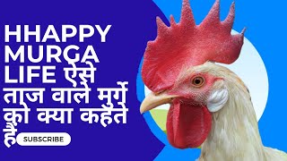 Murge ki life  ऐसे ताज वाले मुर्गे को क्या कहते हैं chicken birds [upl. by Neelehtak]