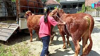 Oxen Yoke Susana Vieira sangei Buffalo x cavalo bull cowgirl fasion day jrot [upl. by Carlee]