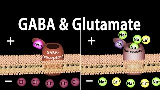 Neuroscience Basics GABA and Glutamate Animation [upl. by Aiuoqes382]