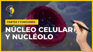 NÚCLEO CELULAR y el NUCLÉOLO 😊 Partes y funciones 👍 [upl. by Adnolehs308]