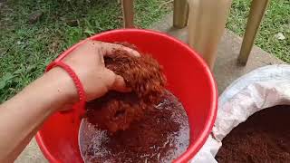 How to Sterilize Cocopeat using Hydrogen Peroxide h202 hydrophonics hydroponicsfarming [upl. by Chemar478]