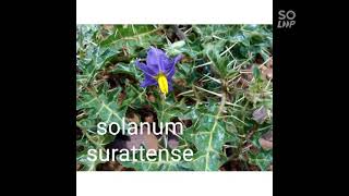 Plants of Family solanaceae పుష్పించే మొక్కలు  సొలనేసి HELPFUL OFR BOTANY HERBARIUM [upl. by Enautna]