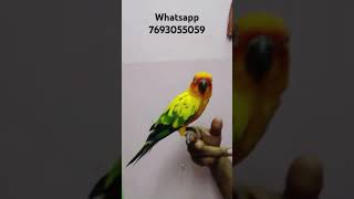 Sunconure Available  Whatsapp 7603055059  Sunconure for sale in India  Buy sun conure [upl. by Novehc]