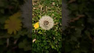 Taraxacum erythrospermumPlant  Dandelion 😍2024 plants dendelions cute white444 [upl. by Augusto]