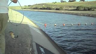 quotCatfish and Striped Bass on the California Aqueductquot By Verdugoadventures [upl. by Ardnael]