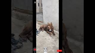 Pitbull monster cute dog lekthebestkennel [upl. by Asil996]