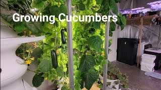 Gardyn Growing Cucumbers Indoor [upl. by Nylcaj16]