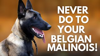 5 Things You Must Never Do to Your Belgian Malinois [upl. by Nyrek]