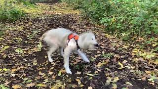 Bedlington Whippet Shake [upl. by Genny]