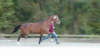 wwwreitschulesandbrinkde Oldenburger Sir Donnerhall  Donnerschwee mare Dressage [upl. by Tiat339]