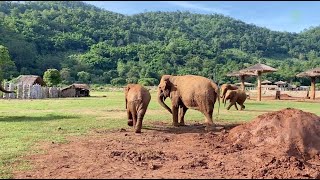 The Protective Instincts of Elephants  ElephantNews [upl. by Curnin]