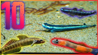 Ten Freshwater Goby Fish You Should Keep in Your Aquarium [upl. by Nalyak]