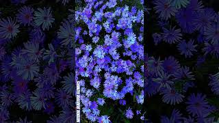 Pretty Michaelmas daisesgardenflowersflowerbeautynatureflowersinfocolorfulflowersshortsflower [upl. by Reinnej]