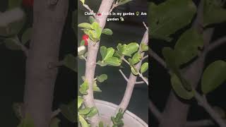 Cherry 🍒 fruits in my garden 🪴 like 👍share👉subscribe 🔔Am garden 🏡 [upl. by Netloc932]