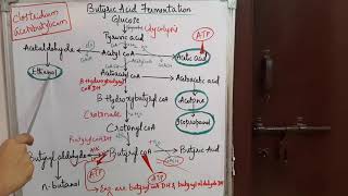 BUTYRIC ACID FERMENTATION [upl. by Loy]