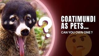 CAN YOU OWN COATIMUNDI AS PETS What It’s Like to Own One [upl. by Airetal606]