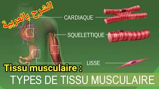 tissu musculaire  définition proprités et classification [upl. by Pauline]