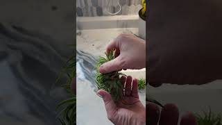 🌿How to propagate Air Plants EASY Peasy🌿 [upl. by Shoshanna]