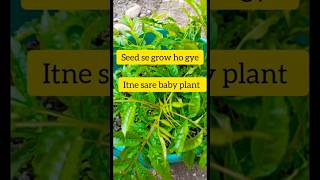 Tecoma plant 🌱seed se grow kiya 😋 plant houseplant [upl. by Euqinad]