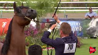 Chantilly 2019 AHO European Breeders Ch  45 Years Old Stallions Class 9 [upl. by Garey]