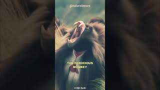 GELADA BABOONBLEEDING HEART MONKEY monkey wildlife animalfacts [upl. by Duthie]