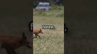 Animal Race Puzzle Who’s the Second Fastestquot logicgame [upl. by Nhguavahs]