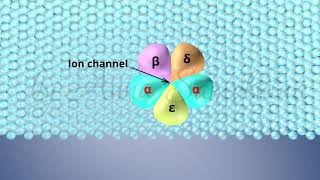 The Structure of Acetylcholine Receptors [upl. by Halas]