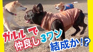 【柴犬 もみさん】ドッグランガルルな柴犬がフレブルさんとビーグルさんと仲良しグループになれるのか！（12月撮影） Shiba Inu Momisan made friends [upl. by Naugan]