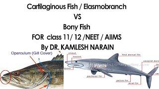 Cartilaginous Fish  Elasmobranch amp Bony Fish FOR class 11 12 NEET  AIIMS By DR KAMLESH NARAIN [upl. by Htes868]