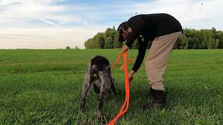 Deutsch Drahthaar puppy training  300 yards duck drag [upl. by Anauqat]