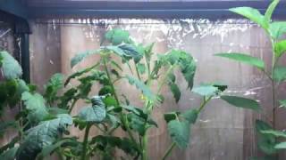 Hydroponic Cherry Tomato Plant Fruits Flowers and Transplants Kratky System [upl. by Aikaz]