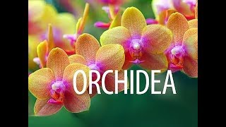 Orchidea gondozása  kertészeti tanácsok [upl. by Atteve896]