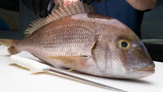 Underrated Fish Competes With Snapper in Quality [upl. by Idur]