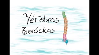 Anatomía de las vértebras torácicas [upl. by Hammel3]