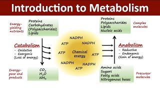 Introduction to Metabolism  Catabolism Vs Anabolism  Biochemistry [upl. by Monroy]